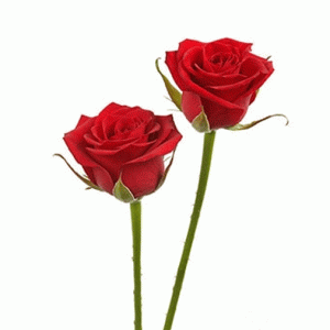 Two Romantic Rose