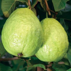 Thai Guava (थाइल्यान्डकाे अम्बा )1Kg
