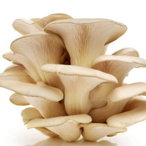 Flat Oyster Mushroom 1Kg