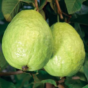 Thai Guava (थाइल्यान्डकाे अम्बा )1Kg