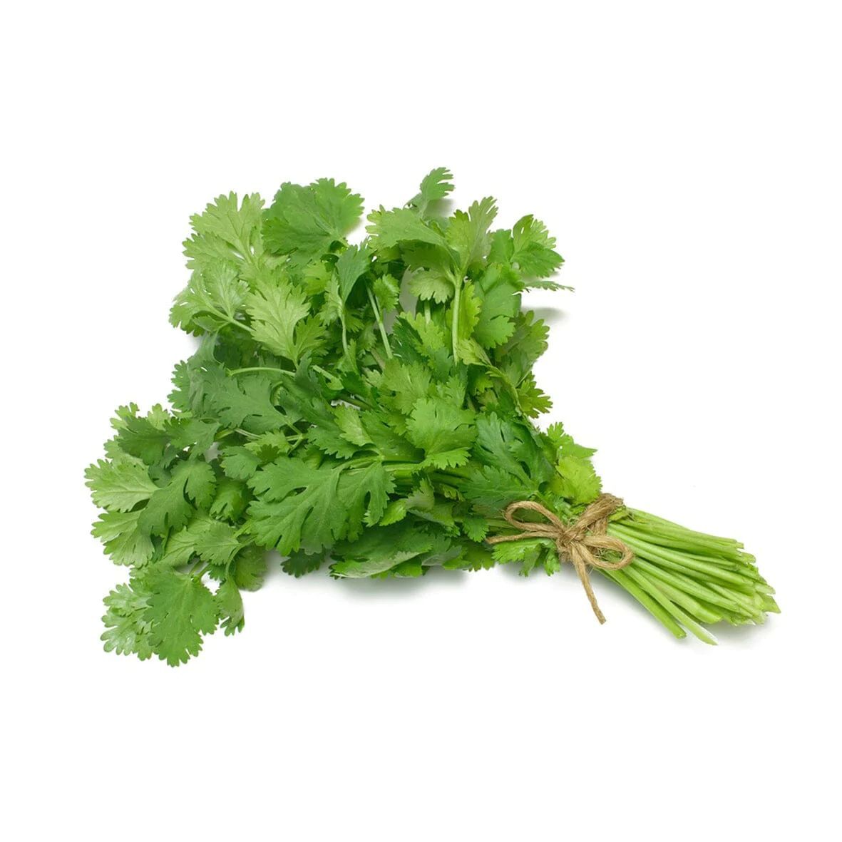 Green Coriander Leaves