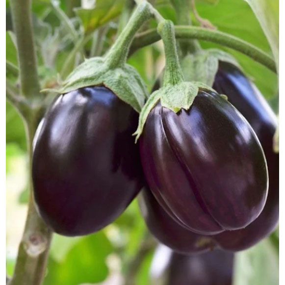 Organic Brinjal Round 1Kg