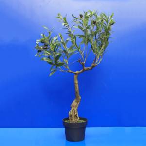 Beautiful Grape Plant with Pot BW-4-3-4