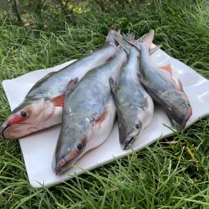 Wellness Organic Pangash Fish Steak Without Head 800Gm